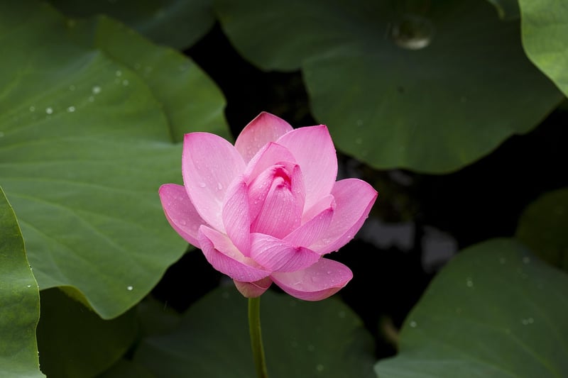 Lotus Pose Image